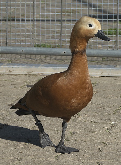 胜局